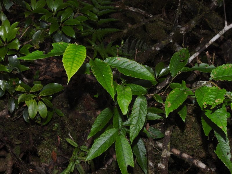 Pourthiaea arguta, photographed by Jacy Chen
