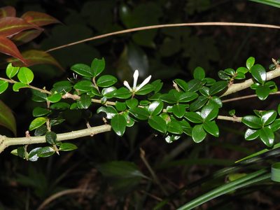 Ligustrum morrisonense, photographed by Jacy Chen