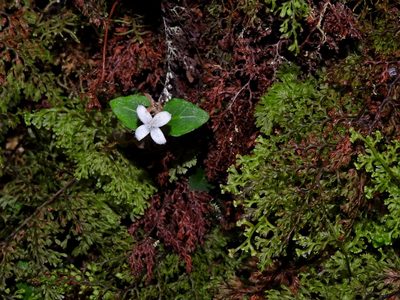 Mitchella undulata, photographed by Jacy Chen