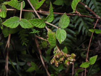 Viburnum erosum, photographed by Jacy Chen