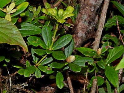 Rhododendron kawakamii, photographed by Jacy Chen
