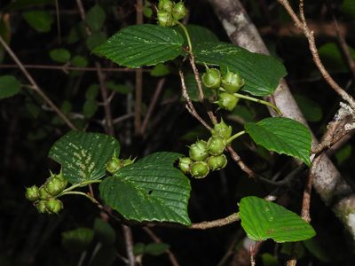 Corylopsis pauciflora, photographed by Jacy Chen