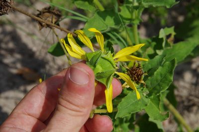 Tetragonotheca repanda, photographed by Eric Knight
