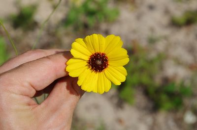 Thelesperma nuecense, photographed by Eric Knight