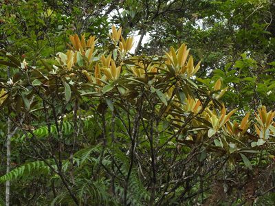 Rhododendron hyperythrum, photographed by Jacy Chen