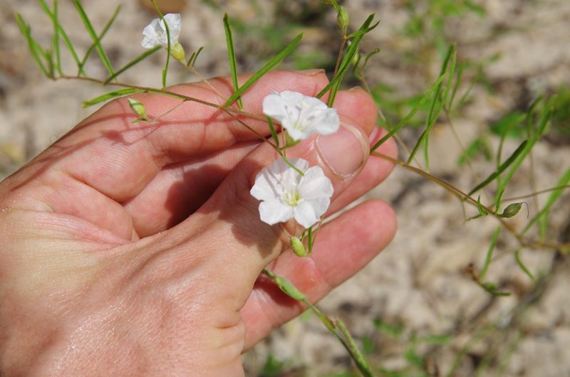 Stylisma pickeringii, photographed by Eric Knight