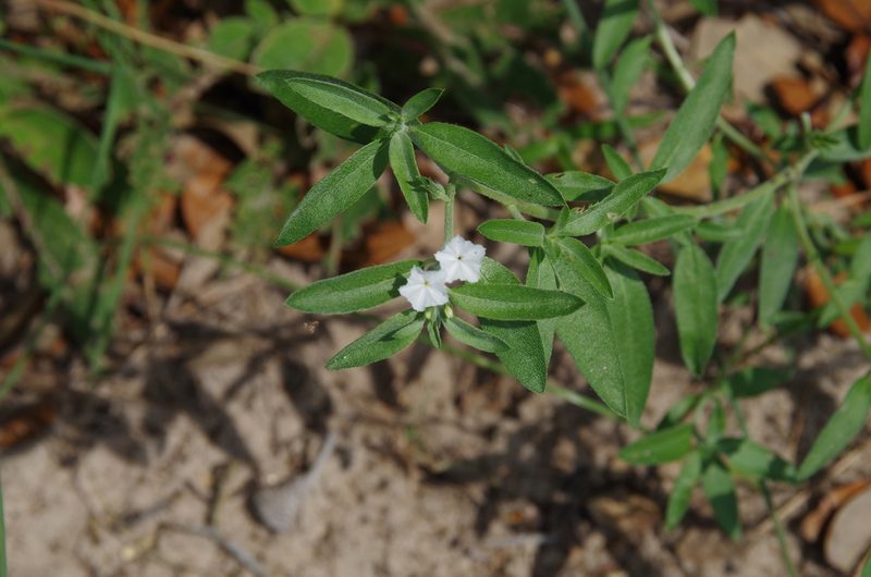 Euploca racemosa, photographed by Eric Knight