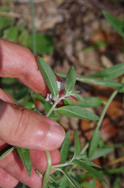 Euploca racemosa, photographed by Eric Knight