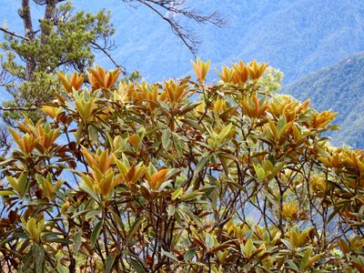 Rhododendron hyperythrum, photographed by Jacy Chen