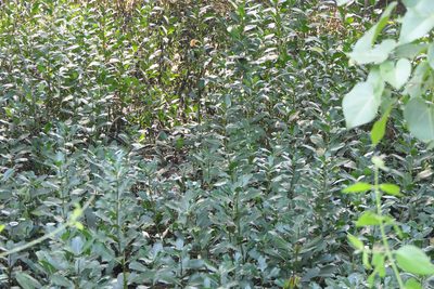 Acanthus ilicifolius, photographed by Dinesh Valke