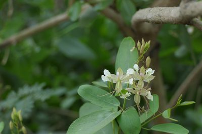 Cadaba fruticosa, photographed by Dinesh Valke