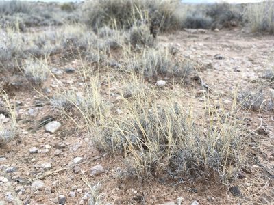 Muhlenbergia arenacea, photographed by Cecelia Alexander