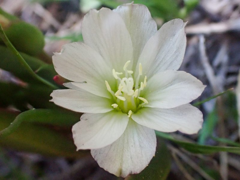 Lewisia nevadensis, photographed by Trevor Van Loon