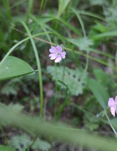 Silene samojedorum, photographed by Юлия
