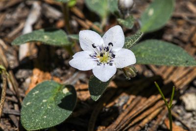 Howellanthus dalesianus, photographed by Trevor Van Loon