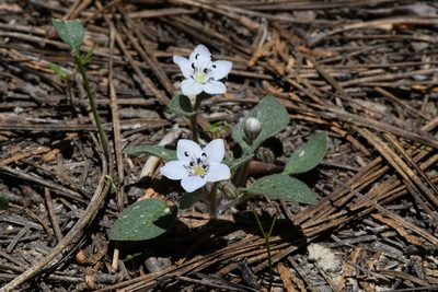 Howellanthus dalesianus, photographed by Trevor Van Loon