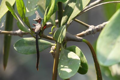 Ceriops tagal, photographed by Dinesh Valke