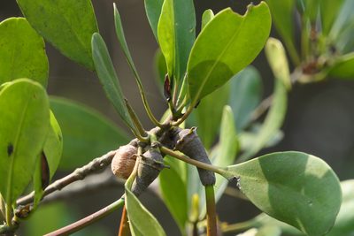 Ceriops tagal, photographed by Dinesh Valke