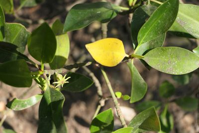 Bruguiera cylindrica