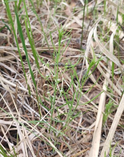 Thesium repens, photographed by Юлия