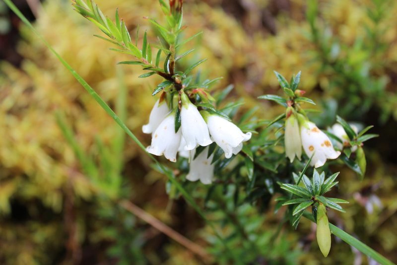 Disterigma pernettyoides, photographed by Michael A. Alcorn