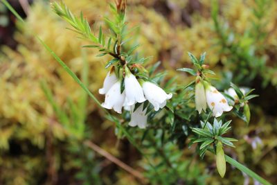 Disterigma pernettyoides, photographed by Michael A. Alcorn