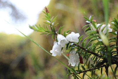 Disterigma pernettyoides, photographed by Michael A. Alcorn