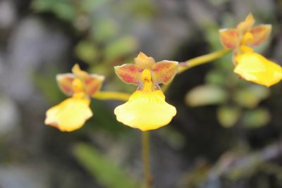 Cyrtochilum aureum, photographed by Michael A. Alcorn