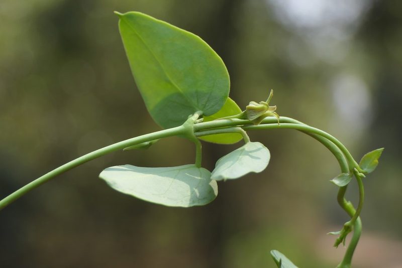 Pentatropis nivalis, photographed by Dinesh Valke