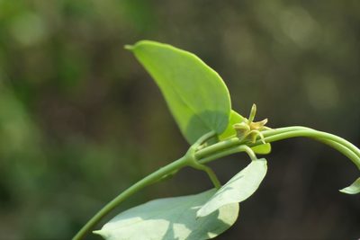 Pentatropis nivalis, photographed by Dinesh Valke