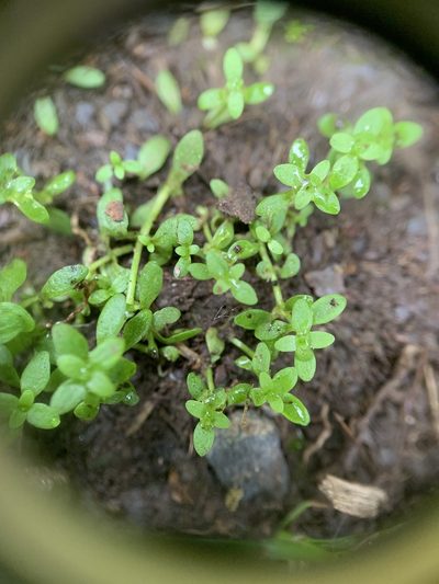 Callitriche terrestris, photographed by Zihao Wang