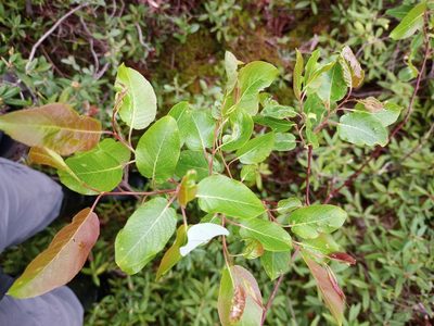 Salix pyrifolia, photographed by Reuven Martin