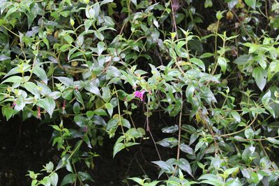 Cuphea cordata, photographed by Michael A. Alcorn
