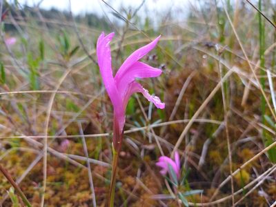 Arethusa bulbosa, photographed by Reuven Martin