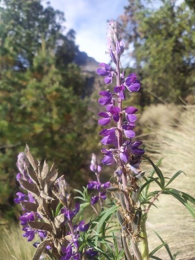 Lupinus montanus, photographed by Tereka Lasso