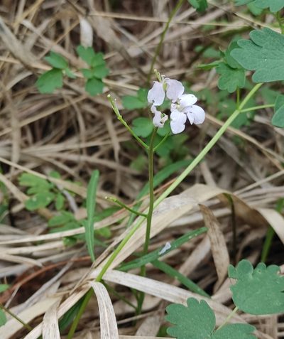 Cardamine trifida, photographed by Юлия