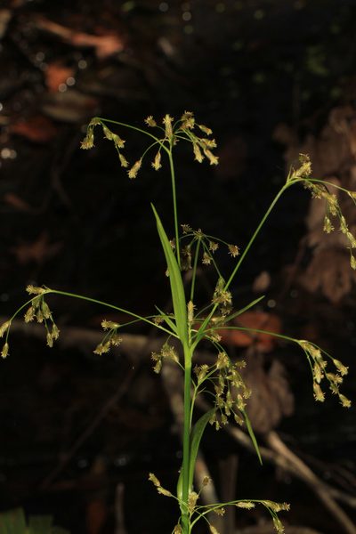 Scirpus lineatus, photographed by Judy Gallagher