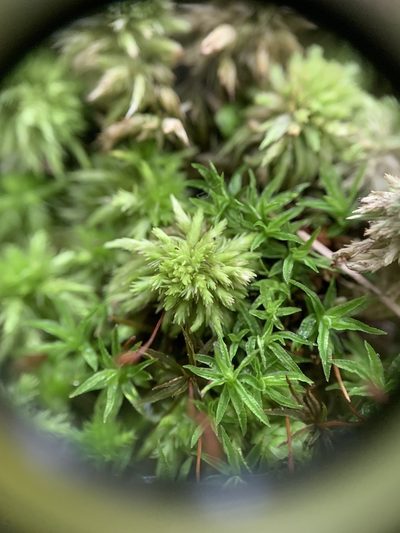 Sphagnum missouricum, photographed by Zihao Wang