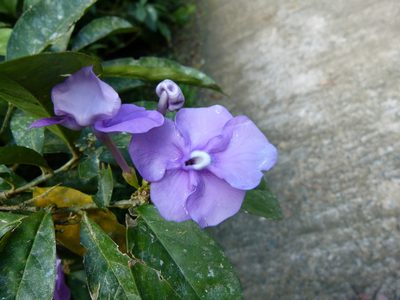 Brunfelsia pauciflora, photographed by botanygirl
