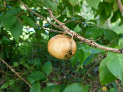Vangueria madagascariensis, photographed by botanygirl