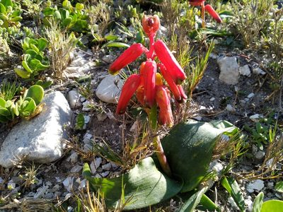 Lachenalia bulbifera, photographed by De Waal Hugo