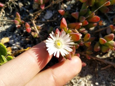 Delosperma guthriei, photographed by De Waal Hugo