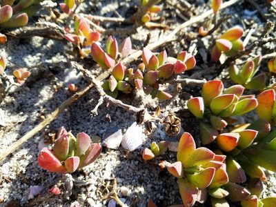 Delosperma guthriei, photographed by De Waal Hugo