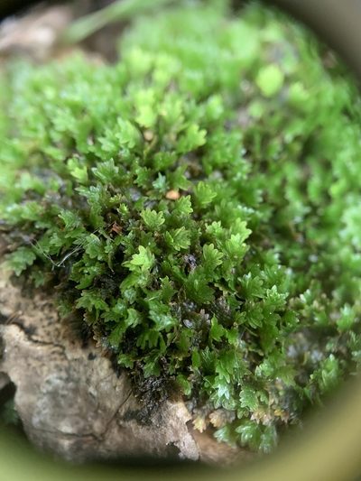 Fissidens bushii, photographed by Zihao Wang