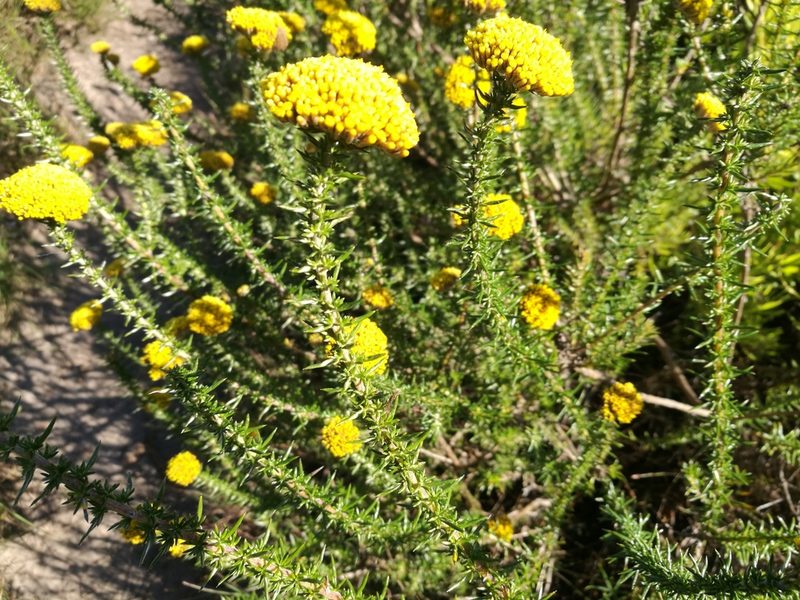 Metalasia aurea, photographed by chrishorak