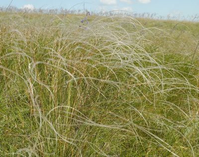 Stipa pulcherrima, photographed by Roman