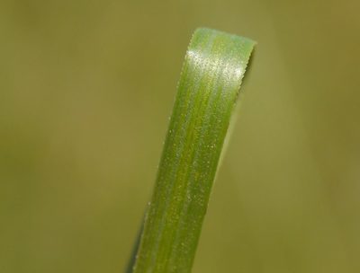 Stipa pulcherrima, photographed by Roman