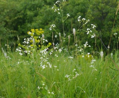 Galium octonarium, photographed by Roman
