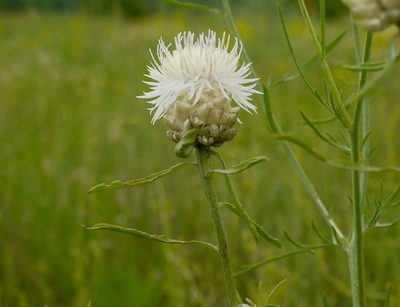Centaurea margaritacea, photographed by Roman