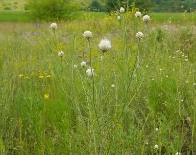 Centaurea margaritacea, photographed by Roman